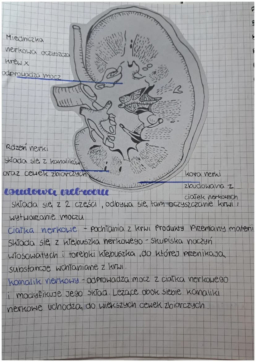unlad wydalniczy
wydalatric
Usuwaniezbędnych, szkodliwych produktów przemian chemicznych
które zachodzą, worganizmie.
W procesie wydalania u