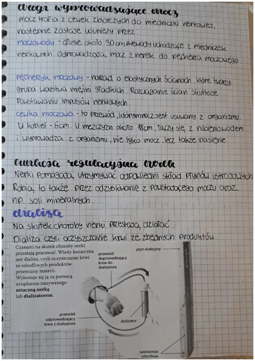 unlad wydalniczy
wydalatric
Usuwaniezbędnych, szkodliwych produktów przemian chemicznych
które zachodzą, worganizmie.
W procesie wydalania u