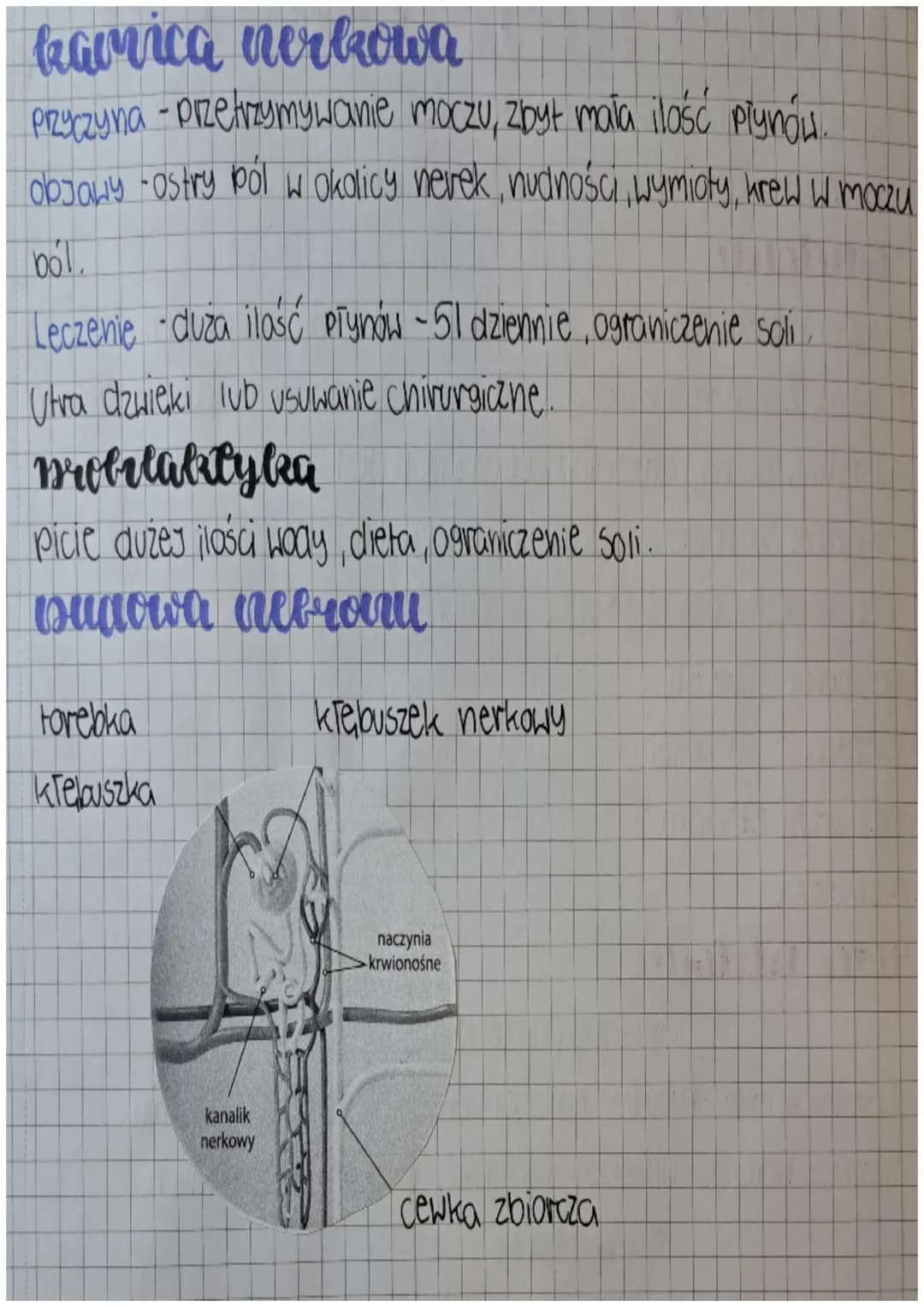 unlad wydalniczy
wydalatric
Usuwaniezbędnych, szkodliwych produktów przemian chemicznych
które zachodzą, worganizmie.
W procesie wydalania u