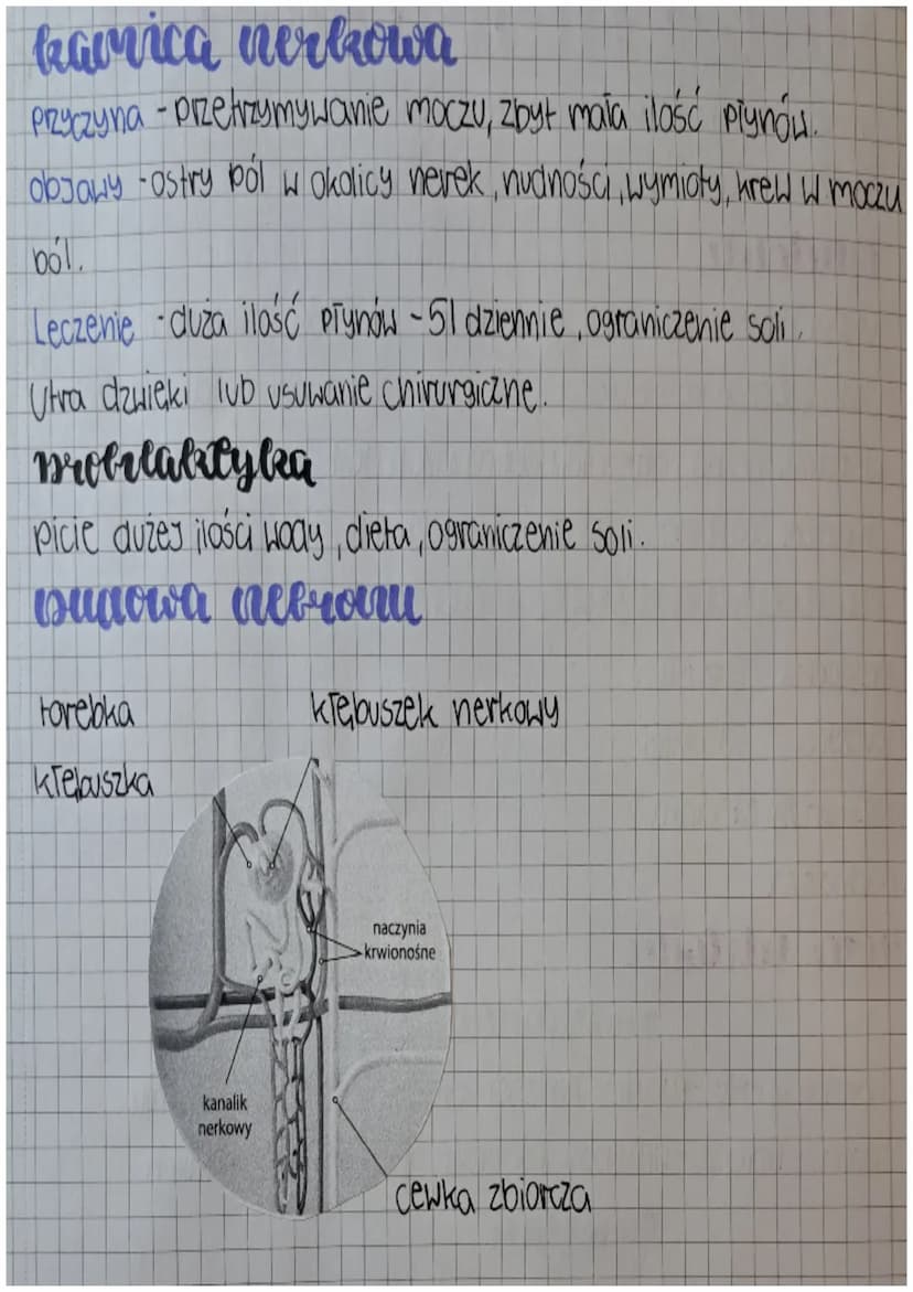 unlad wydalniczy
wydalatric
Usuwaniezbędnych, szkodliwych produktów przemian chemicznych
które zachodzą, worganizmie.
W procesie wydalania u