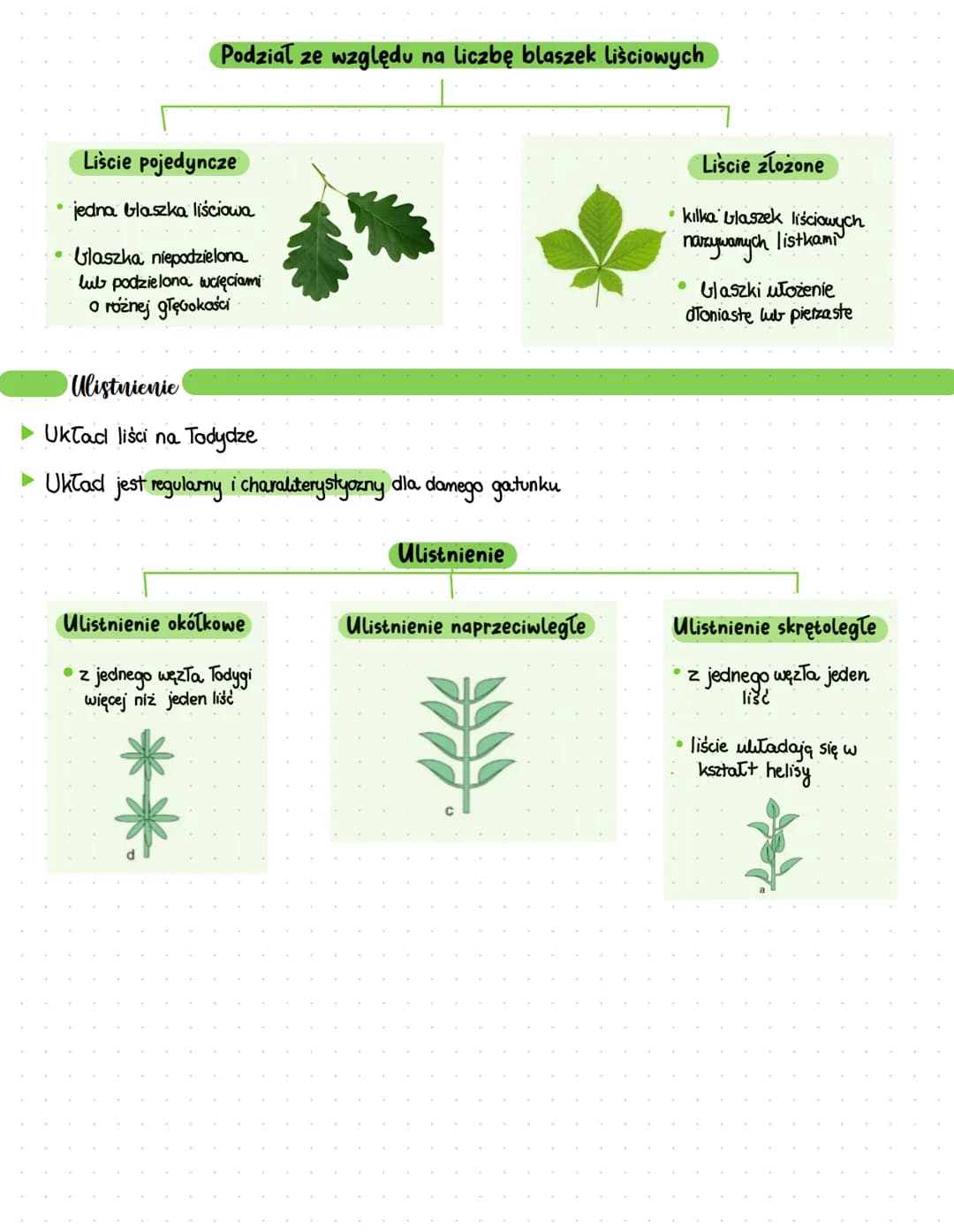 Organy wegetatywne wchodzące w skład pędu rośliny
Zadania liści
wytwarzanie substancji organicznych w procesie fotosyntezy.
transpiracja
Bud