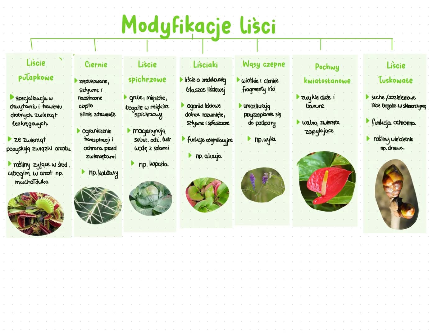 Organy wegetatywne wchodzące w skład pędu rośliny
Zadania liści
wytwarzanie substancji organicznych w procesie fotosyntezy.
transpiracja
Bud