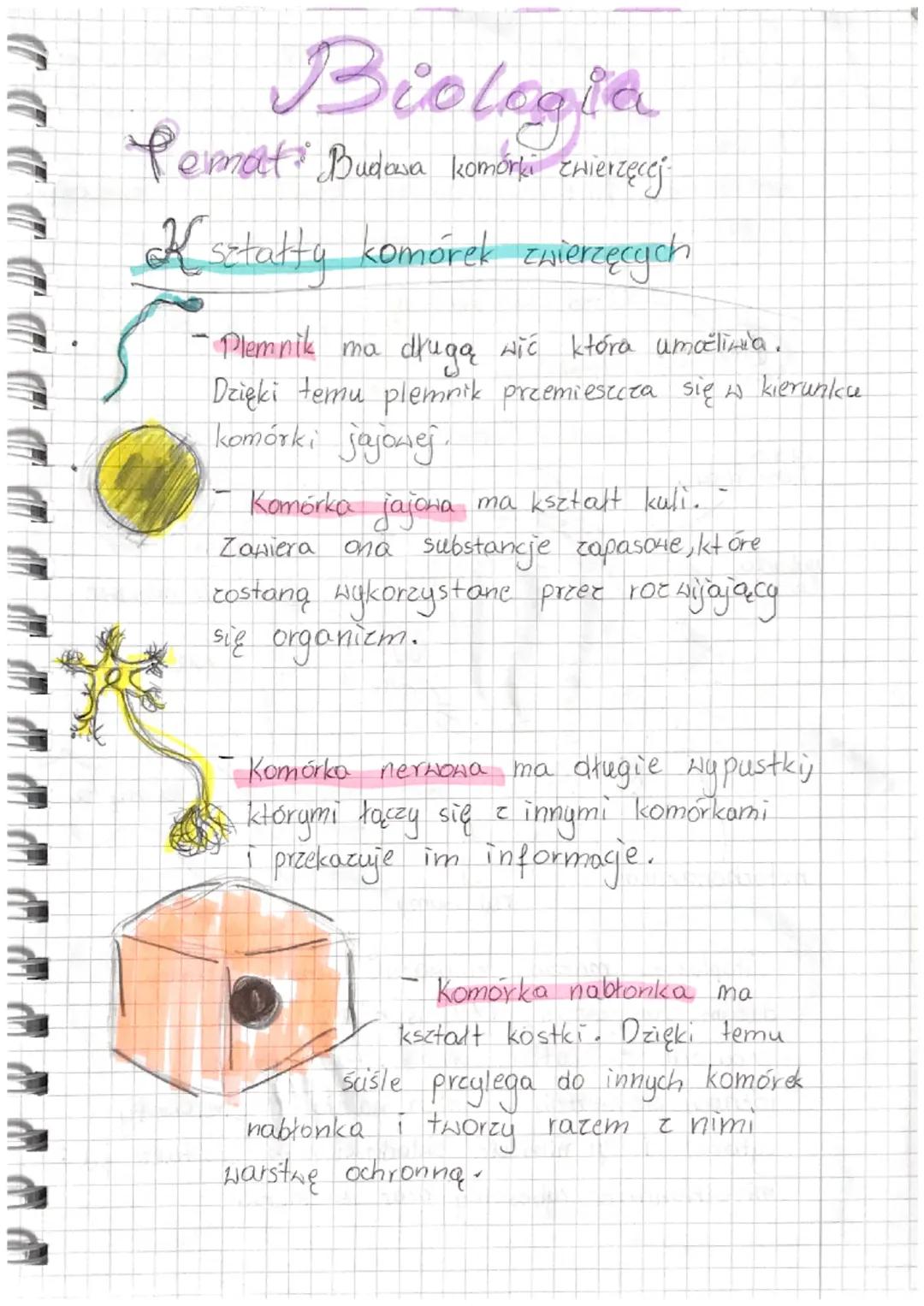# Biologia

Pemat Budova komórka zwierzęcej.

Kształty komórek zwierzęcych

- Plemnik ma długą nic która umočlinia.
Dzięki temu plemnik pree