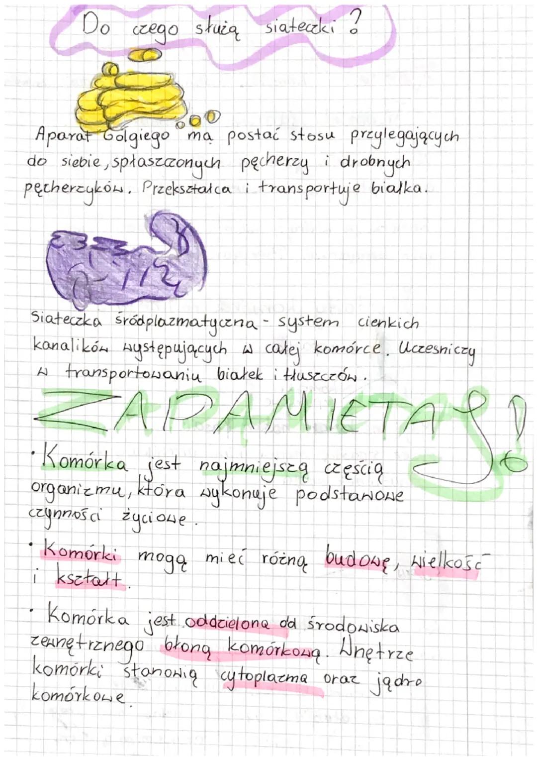 # Biologia

Pemat Budova komórka zwierzęcej.

Kształty komórek zwierzęcych

- Plemnik ma długą nic która umočlinia.
Dzięki temu plemnik pree