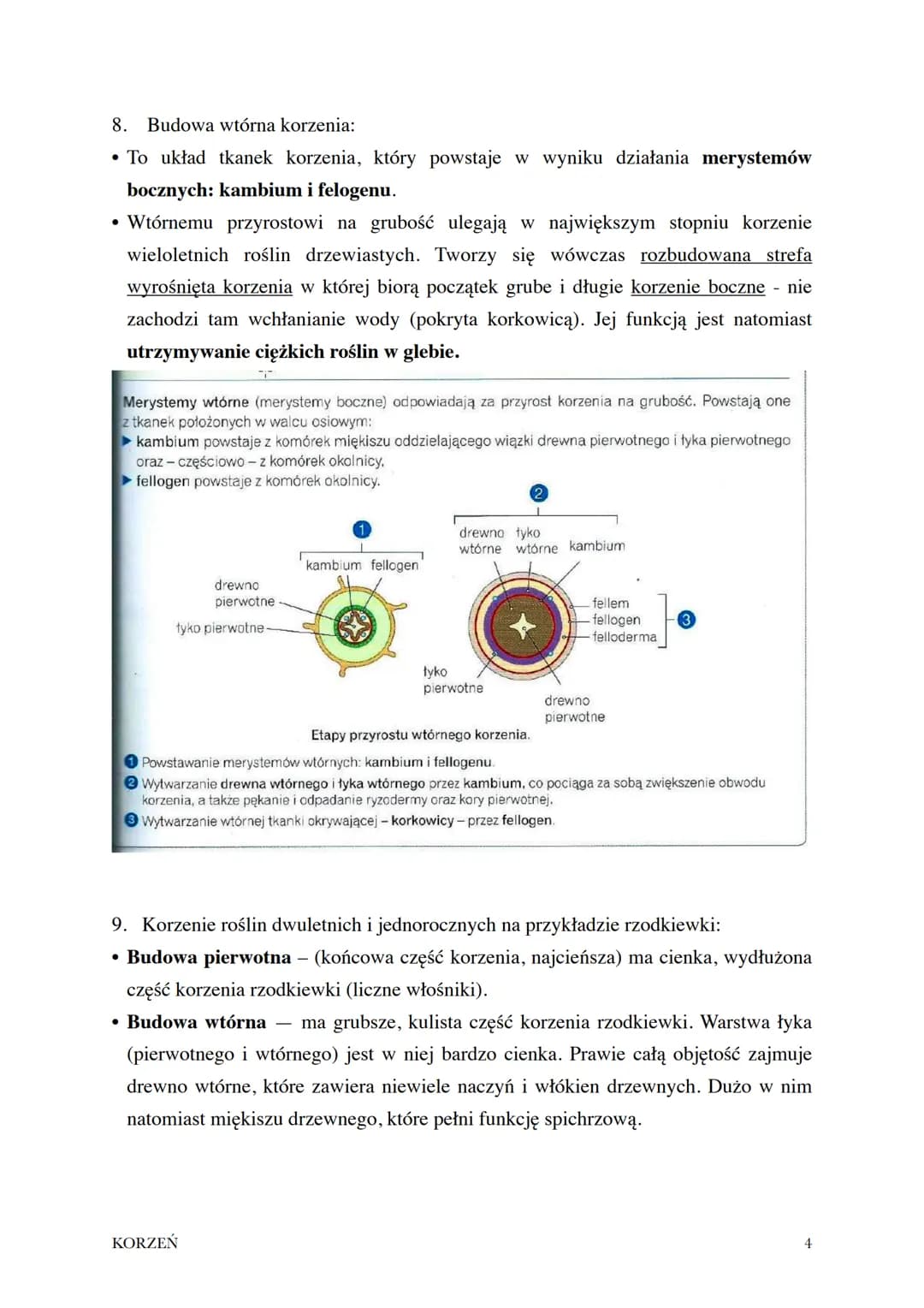 Temat: Korzeń - organ podziemny rośliny.
1. Korzeń to organ wegetatywny występujący u roślin lądowych i wtórnie wodnych.
Zazwyczaj jest podz