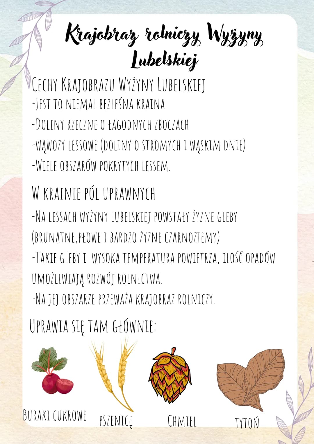 Krajobraz rolniczy Wyżyny
Lubelskiej
CECHY KRAJOBRAZU WYŻYNY LUBELSKIEJ
-JEST TO NIEMAL BEZLEŚNA KRAINA
-DOLINY RZECZNE O ŁAGODNYCH ZBOCZACH
