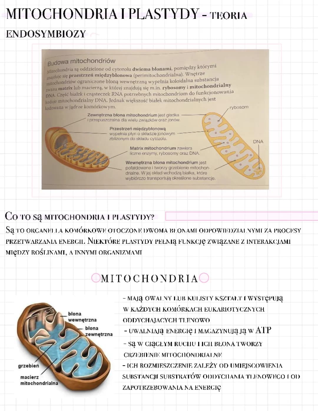 mitochondria i plastycy teoria endosymbiozy biologia
