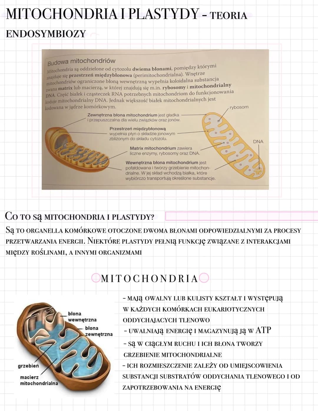Teoria endosymbiozy
Zgodnie z teorią endosymbiozy mitochondria
i plastydy pochodzą od komórek prokario-
tycznych, które zostały wchłonięte n