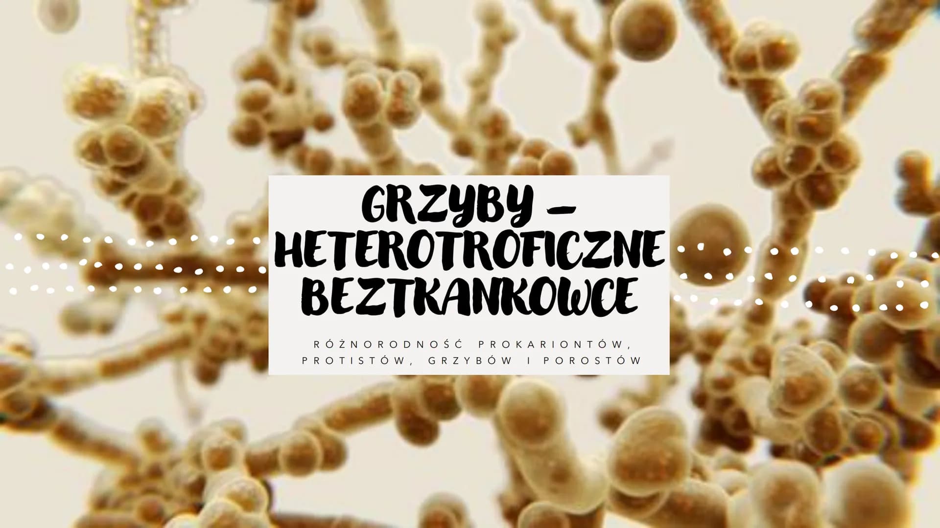 GRZYBY -
HETEROTROFICZNE
BEZTKANKOWCE
RÓŻNORODNOŚ Ć PROKARIONTÓW,
PROTISTÓW, GRZYBÓW I POROSTÓW CZYM SĄ GRZYBY?
To organizmy heterotroficzne
