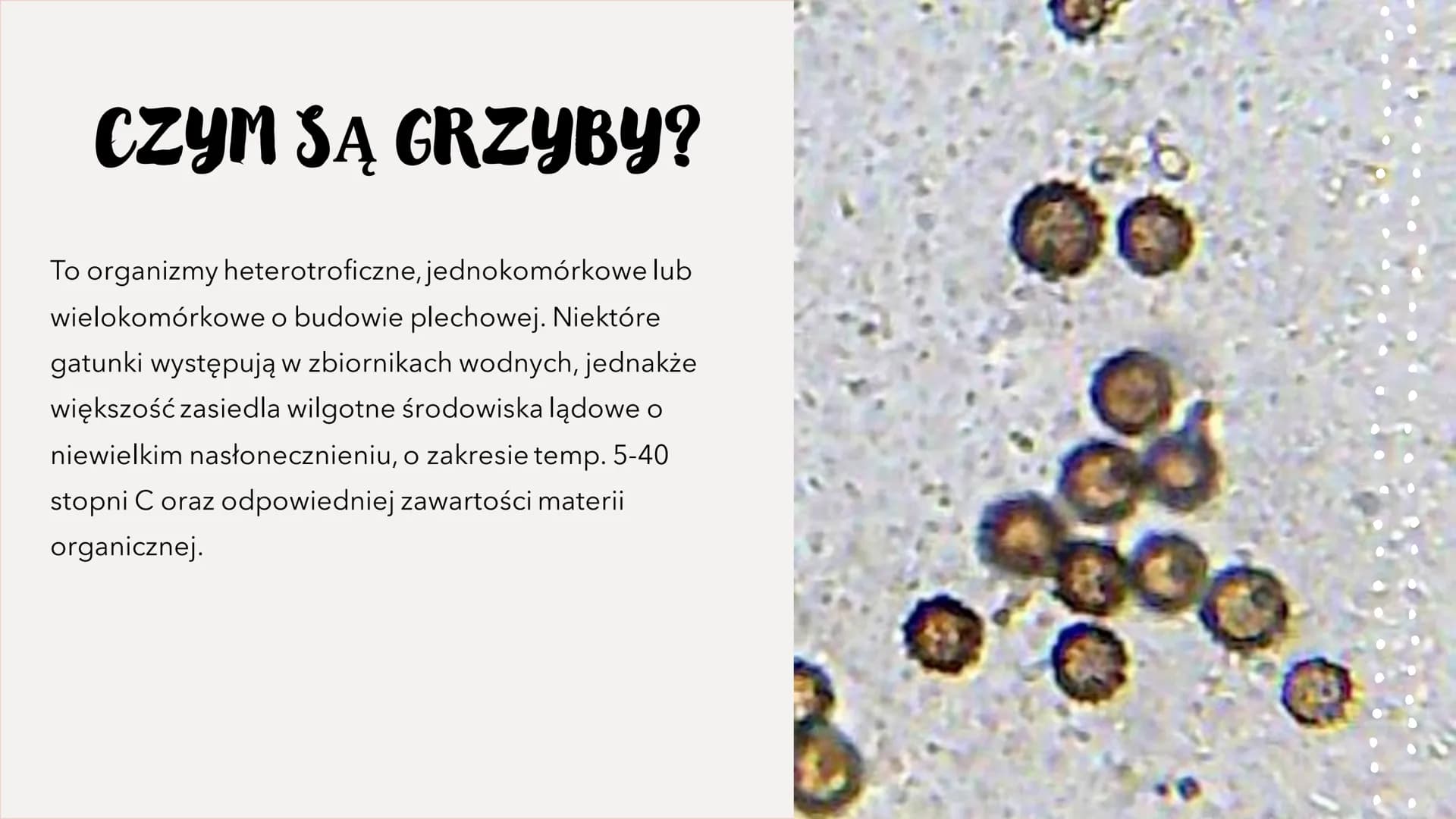 GRZYBY -
HETEROTROFICZNE
BEZTKANKOWCE
RÓŻNORODNOŚ Ć PROKARIONTÓW,
PROTISTÓW, GRZYBÓW I POROSTÓW CZYM SĄ GRZYBY?
To organizmy heterotroficzne