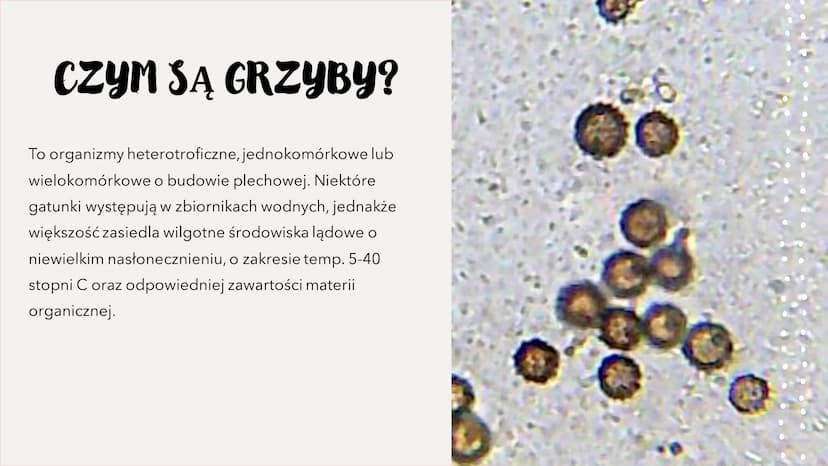 GRZYBY -
HETEROTROFICZNE
BEZTKANKOWCE
RÓŻNORODNOŚ Ć PROKARIONTÓW,
PROTISTÓW, GRZYBÓW I POROSTÓW CZYM SĄ GRZYBY?
To organizmy heterotroficzne