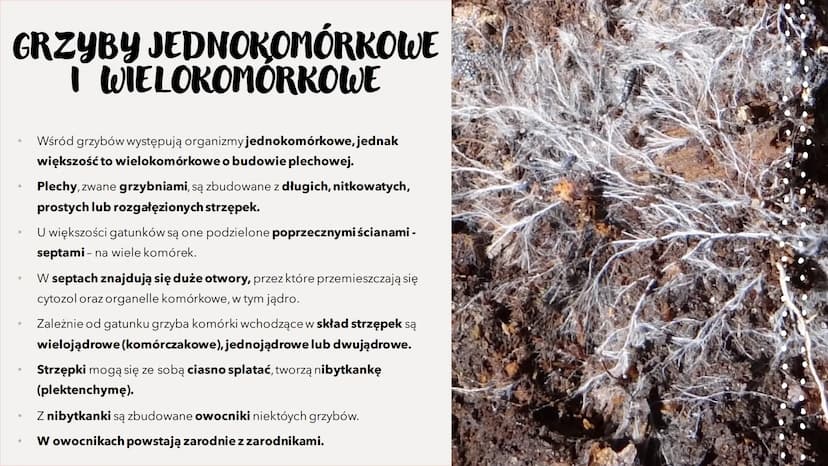 GRZYBY -
HETEROTROFICZNE
BEZTKANKOWCE
RÓŻNORODNOŚ Ć PROKARIONTÓW,
PROTISTÓW, GRZYBÓW I POROSTÓW CZYM SĄ GRZYBY?
To organizmy heterotroficzne