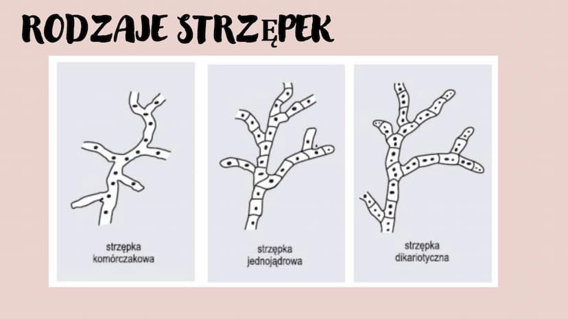 GRZYBY -
HETEROTROFICZNE
BEZTKANKOWCE
RÓŻNORODNOŚ Ć PROKARIONTÓW,
PROTISTÓW, GRZYBÓW I POROSTÓW CZYM SĄ GRZYBY?
To organizmy heterotroficzne