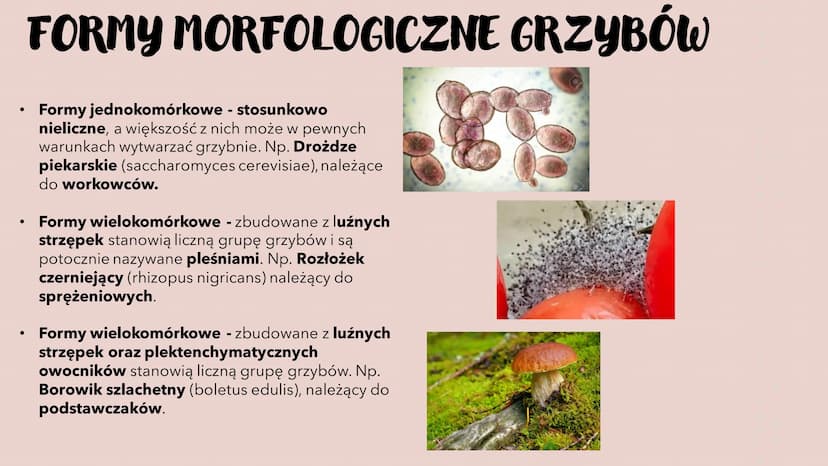 GRZYBY -
HETEROTROFICZNE
BEZTKANKOWCE
RÓŻNORODNOŚ Ć PROKARIONTÓW,
PROTISTÓW, GRZYBÓW I POROSTÓW CZYM SĄ GRZYBY?
To organizmy heterotroficzne