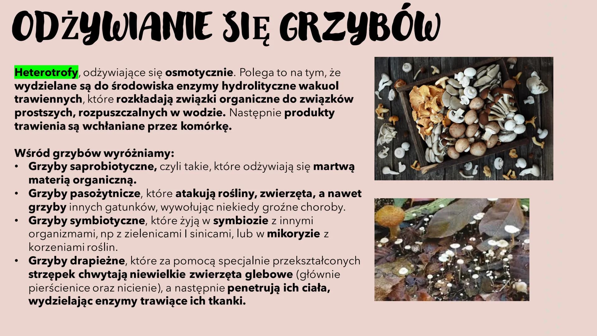 GRZYBY -
HETEROTROFICZNE
BEZTKANKOWCE
RÓŻNORODNOŚ Ć PROKARIONTÓW,
PROTISTÓW, GRZYBÓW I POROSTÓW CZYM SĄ GRZYBY?
To organizmy heterotroficzne