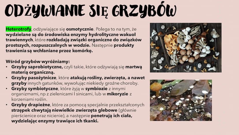 GRZYBY -
HETEROTROFICZNE
BEZTKANKOWCE
RÓŻNORODNOŚ Ć PROKARIONTÓW,
PROTISTÓW, GRZYBÓW I POROSTÓW CZYM SĄ GRZYBY?
To organizmy heterotroficzne