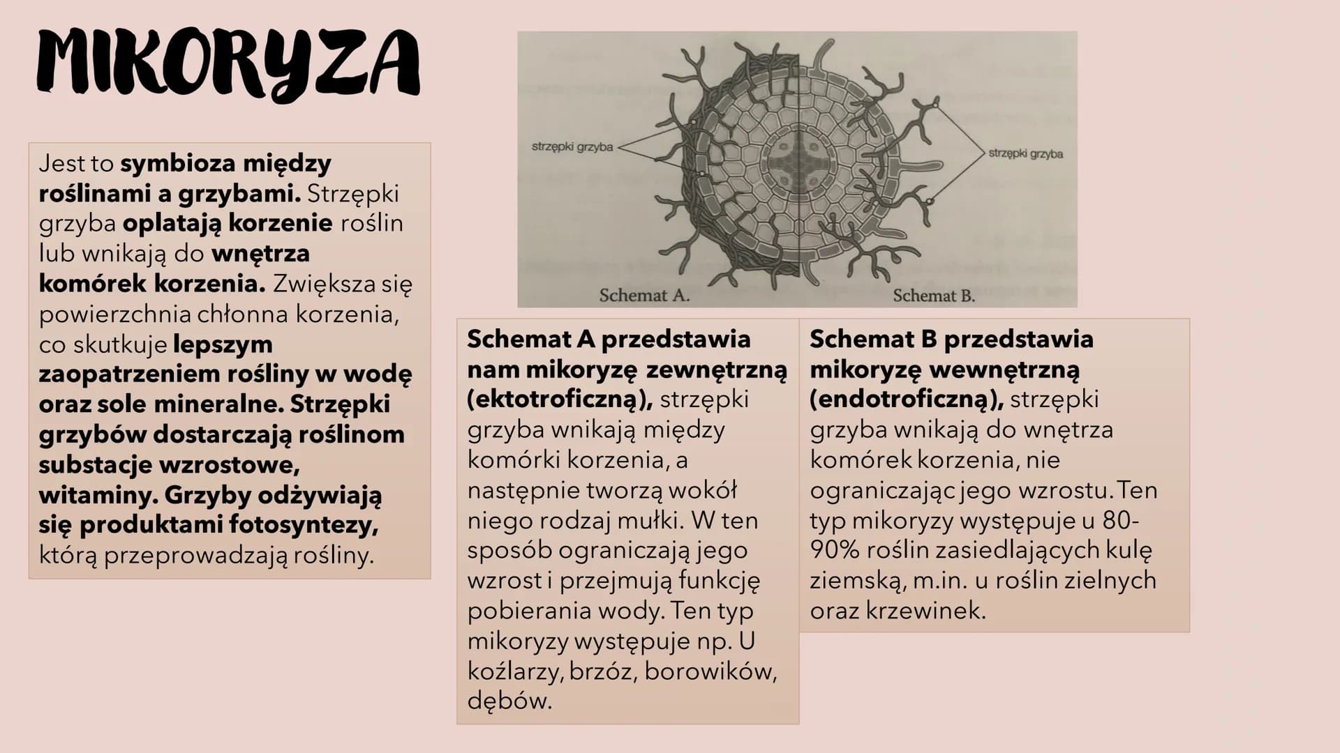 GRZYBY -
HETEROTROFICZNE
BEZTKANKOWCE
RÓŻNORODNOŚ Ć PROKARIONTÓW,
PROTISTÓW, GRZYBÓW I POROSTÓW CZYM SĄ GRZYBY?
To organizmy heterotroficzne