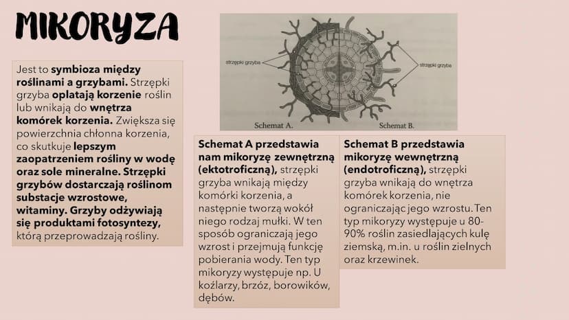 GRZYBY -
HETEROTROFICZNE
BEZTKANKOWCE
RÓŻNORODNOŚ Ć PROKARIONTÓW,
PROTISTÓW, GRZYBÓW I POROSTÓW CZYM SĄ GRZYBY?
To organizmy heterotroficzne