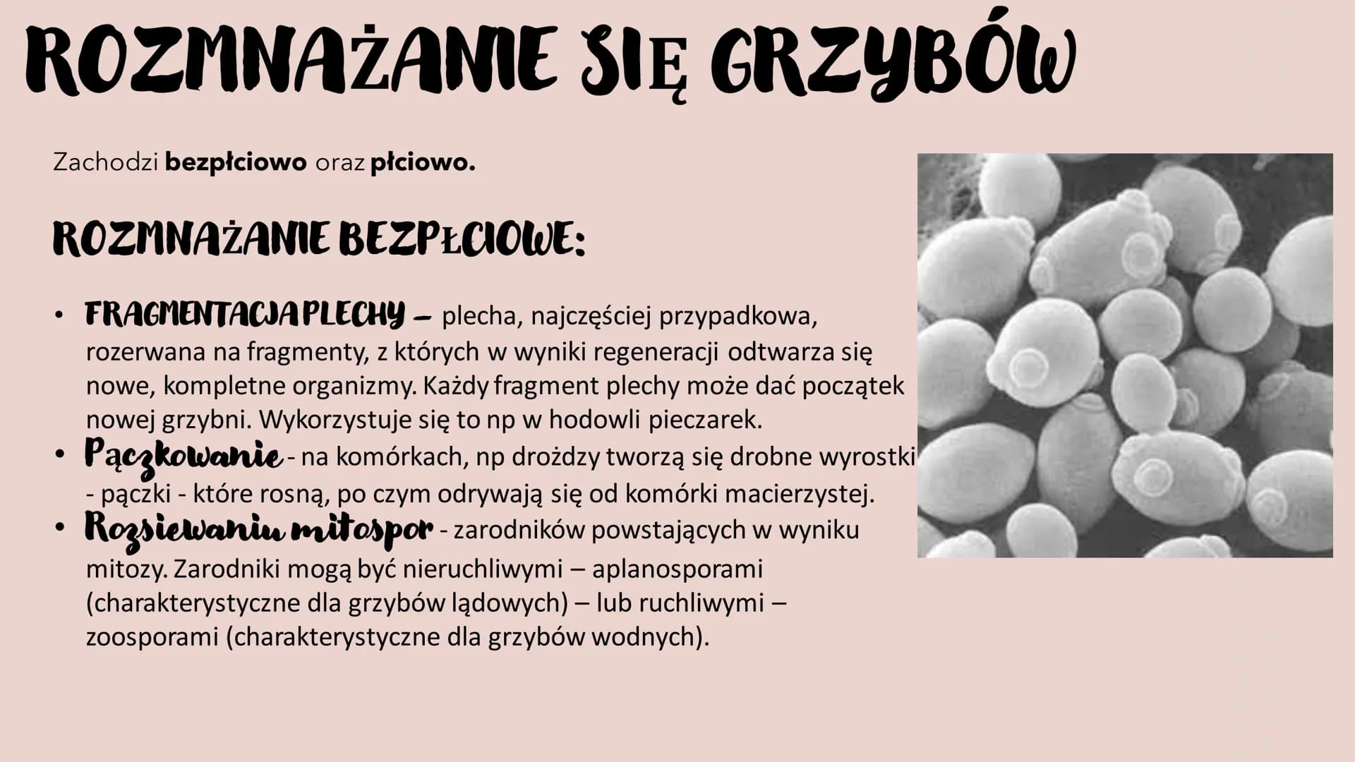 GRZYBY -
HETEROTROFICZNE
BEZTKANKOWCE
RÓŻNORODNOŚ Ć PROKARIONTÓW,
PROTISTÓW, GRZYBÓW I POROSTÓW CZYM SĄ GRZYBY?
To organizmy heterotroficzne