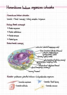 Know Hierarchiczna budowa organizmu człowieka thumbnail