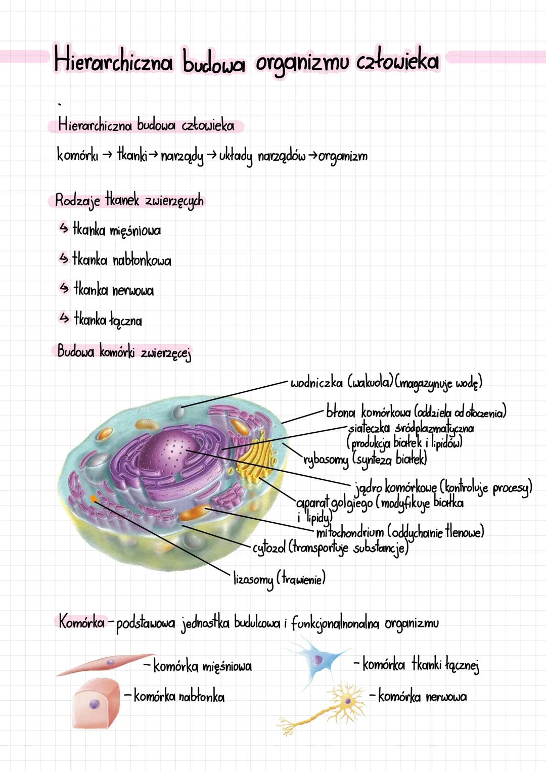 Hierarchiczna budowa organizmu człowieka
Hierarchiczna budowa człowieka
komórkı → tkanki → narządy → układy narządów →organizm
Rodzaje tkane