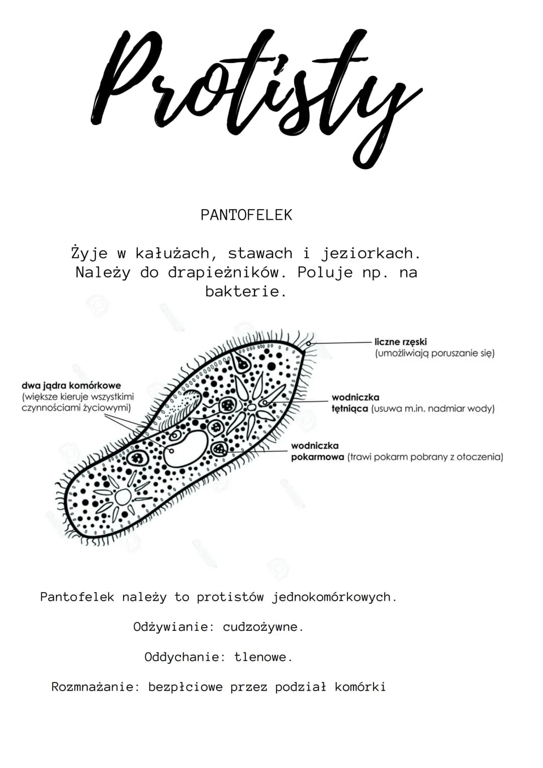 Protisty
PANTOFELEK
żyje w kałużach, stawach i jeziorkach.
Należy do drapieżników. Poluje np. na
bakterie.
dwa jądra komórkowe
(większe kier