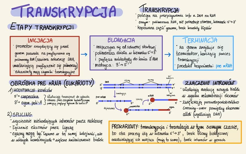 GENY I GENOMY
GENY
1) STRUKTURA
-części stmulduralne: introny + eksony
- części regulatorowe (regulacja odczytu)
- introny i cz. regulatorow