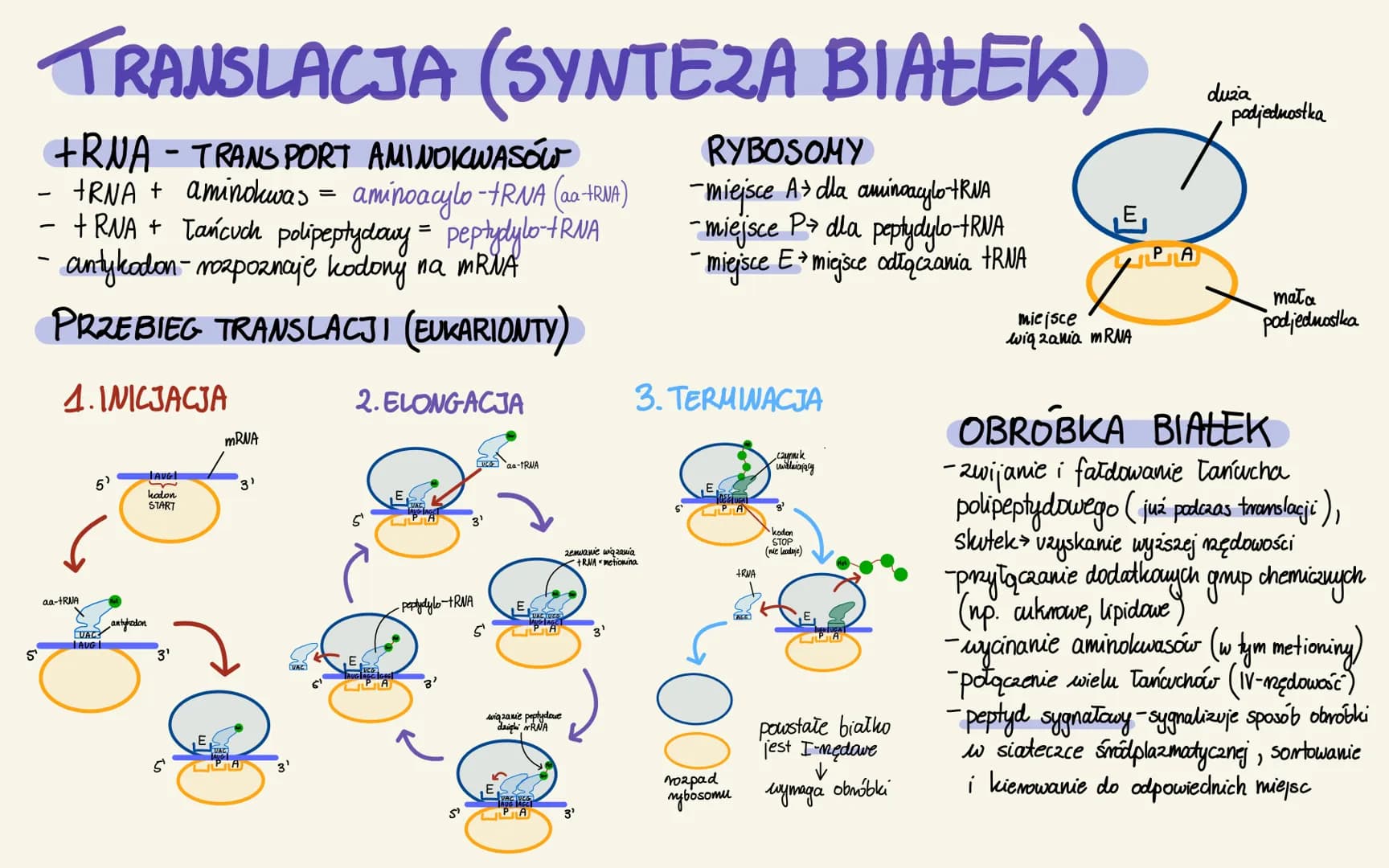 GENY I GENOMY
GENY
1) STRUKTURA
-części stmulduralne: introny + eksony
- części regulatorowe (regulacja odczytu)
- introny i cz. regulatorow