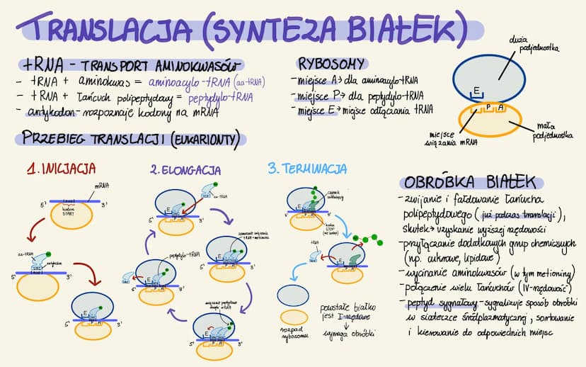 GENY I GENOMY
GENY
1) STRUKTURA
-części stmulduralne: introny + eksony
- części regulatorowe (regulacja odczytu)
- introny i cz. regulatorow