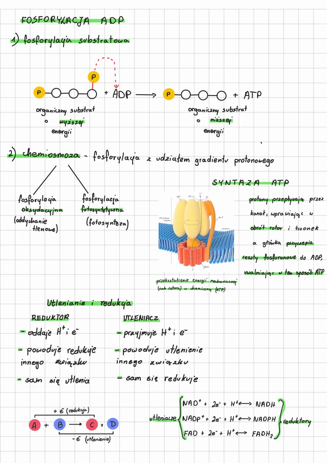 # Podstawowe zasady
metabolizmu

SZLAK METABOLICZNY

produkt B
posredni

A-substrat

---C-produkt

ciąg reakcji przebiegających
w jednym kie