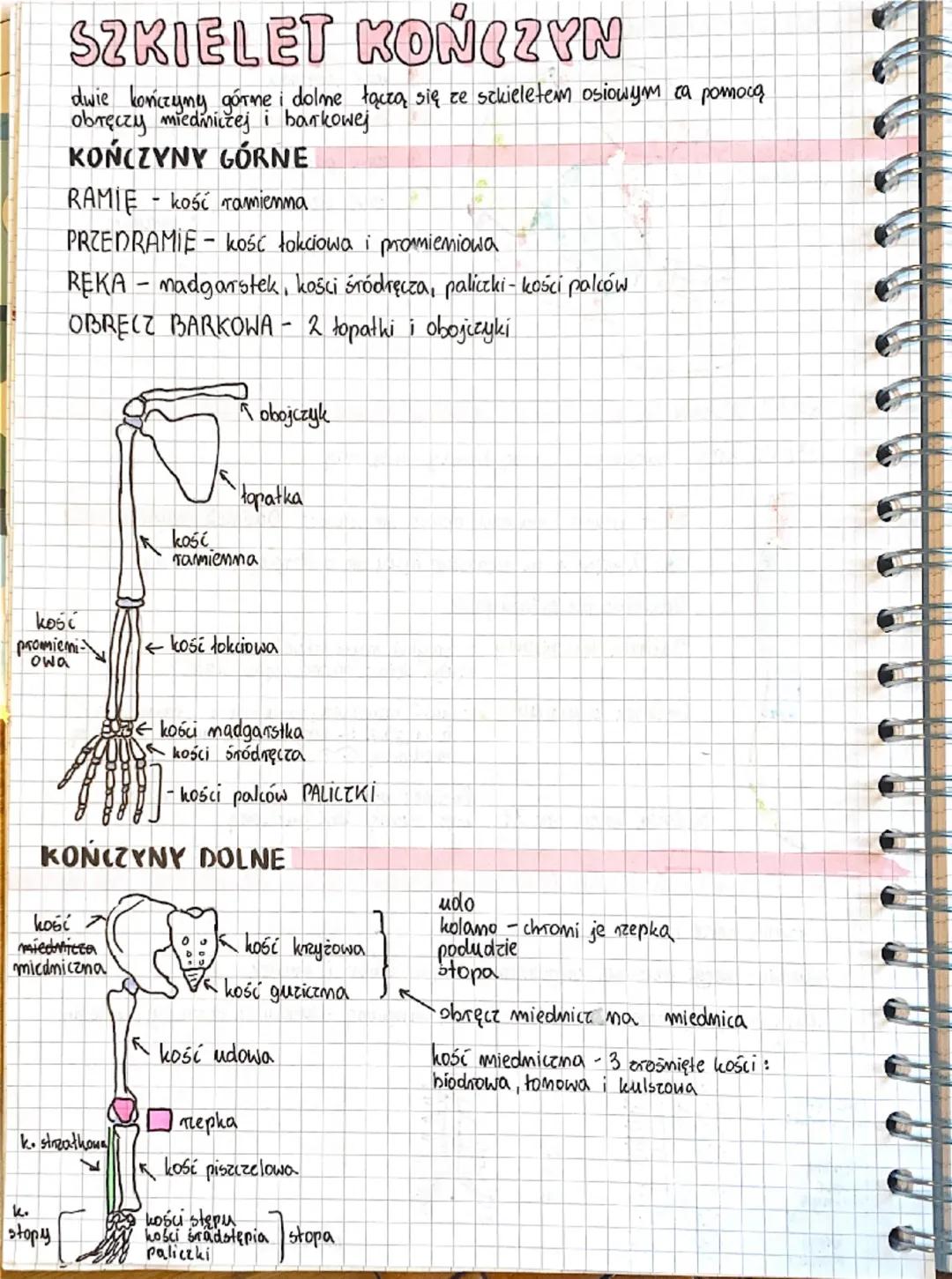# SZKIELET KOŃCZYN

dwie kończymy górne i dolme łączą się ze szkieletem osiowym za pomocą
obręczy miedniczej i barkowej

# KOŃCZYNY GÓRNE

R