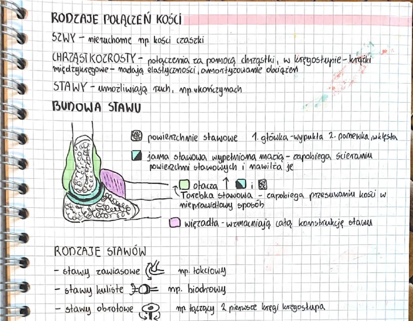 # SZKIELET KOŃCZYN

dwie kończymy górne i dolme łączą się ze szkieletem osiowym za pomocą
obręczy miedniczej i barkowej

# KOŃCZYNY GÓRNE

R