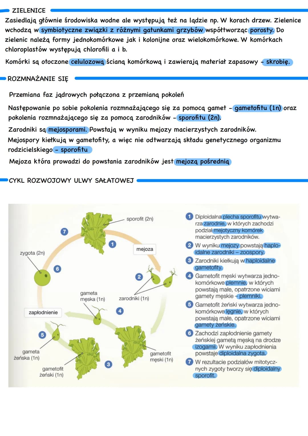 ROŚLINY PIERWOTNIE WODNE
Występują w zbiornikach wody słodkiej i słonej lub w miejscach stale wilgotnych
ORGANIZMY PIERWOTNIE WODNE
•Kocysto