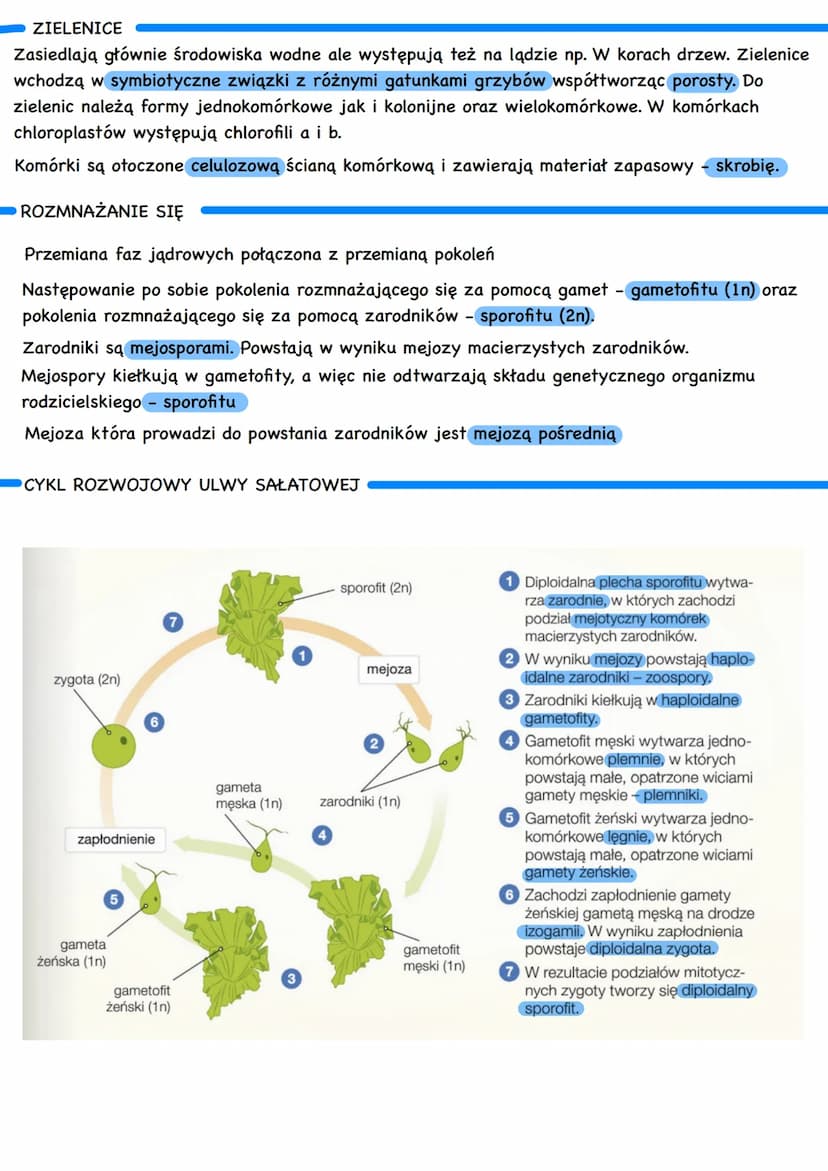 ROŚLINY PIERWOTNIE WODNE
Występują w zbiornikach wody słodkiej i słonej lub w miejscach stale wilgotnych
ORGANIZMY PIERWOTNIE WODNE
•Kocysto