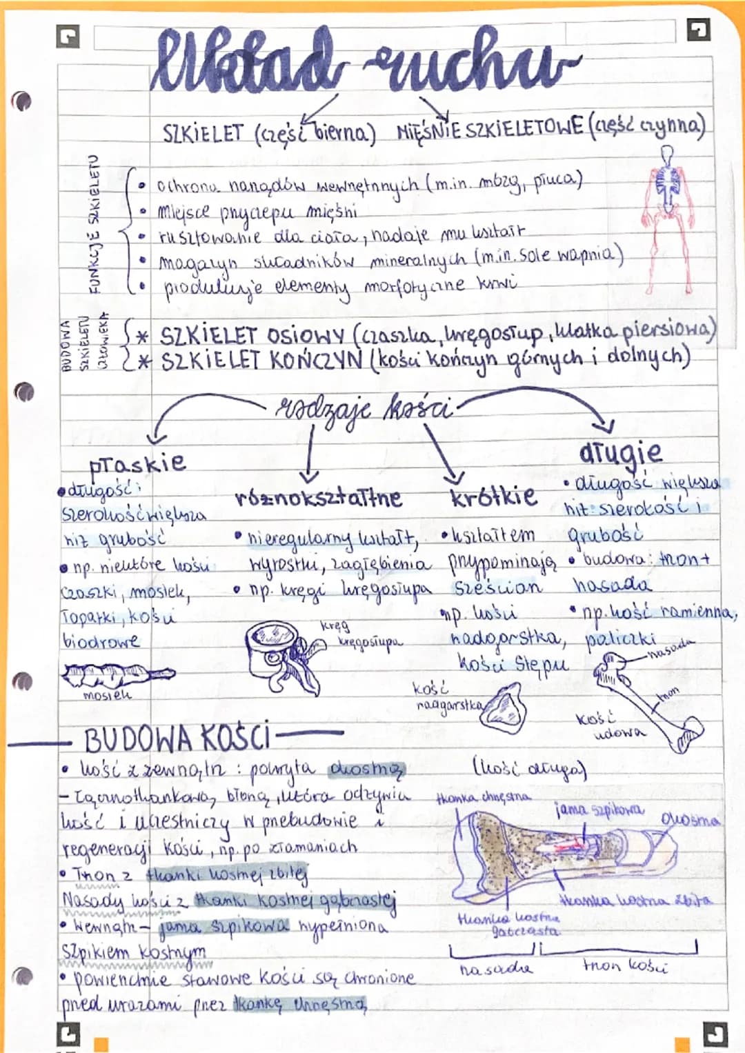 FUNKCJE SZKIELETU
ปลาล X7S
MORE
CZŁOWIEKA
●
erklad ruchu
SZKIELET (częs bierna) MIĘŚNIE SZKIELETOWE (część czynna)
• ochronu nanądów wewnętn