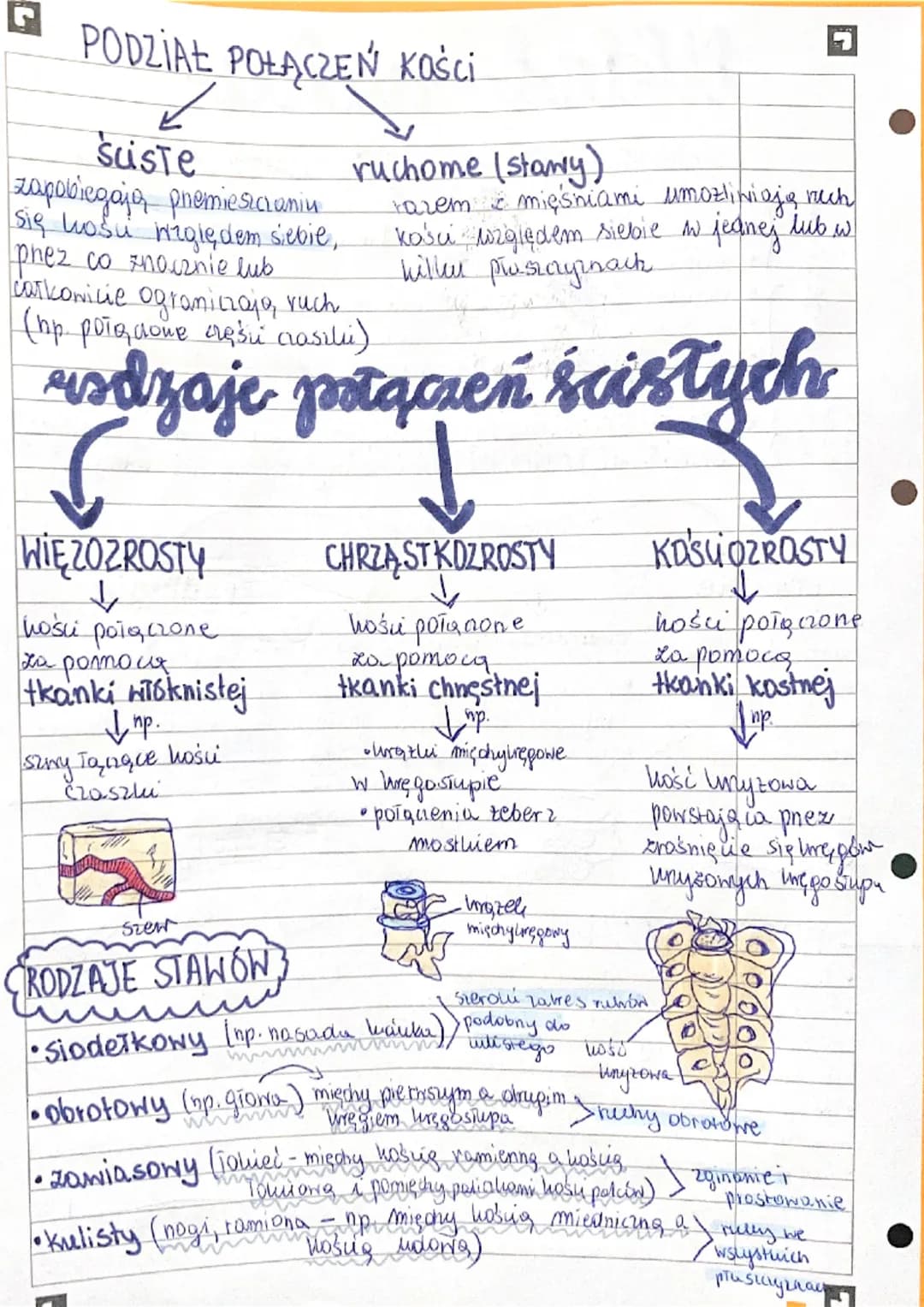 FUNKCJE SZKIELETU
ปลาล X7S
MORE
CZŁOWIEKA
●
erklad ruchu
SZKIELET (częs bierna) MIĘŚNIE SZKIELETOWE (część czynna)
• ochronu nanądów wewnętn