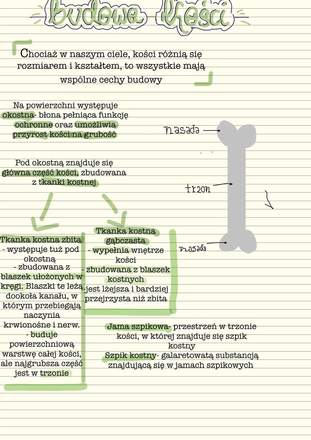 Budowa kości  