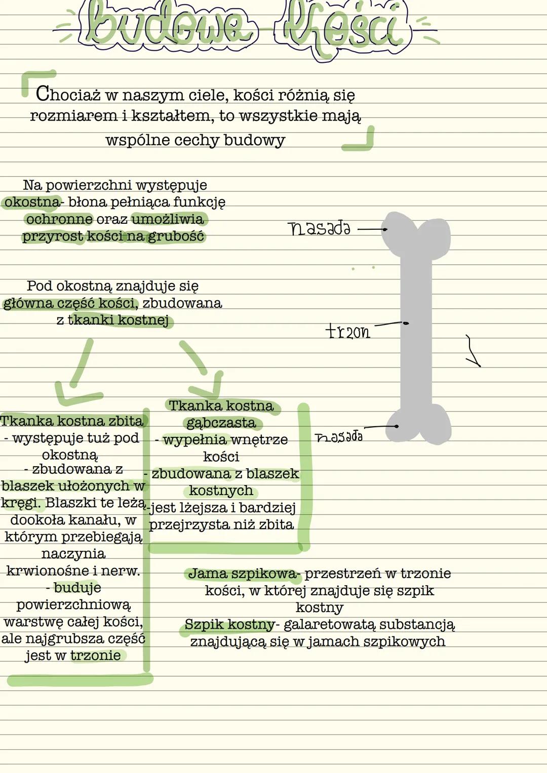 dbudowe tresai
Chociaż w naszym ciele, kości różnią się
rozmiarem i kształtem, to wszystkie mają
wspólne cechy budowy
Na powierzchni występu