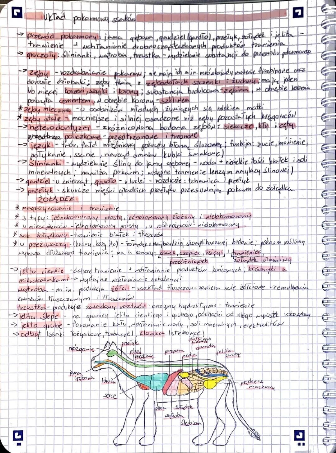 L
czaszka
"Układ szkieletowy
kigyi szyjne
A
mostek
Tapatka
Yveni pifsione
wayne kręgi kizyżone
miednic
kredi ogonowe
zebra
-kość udora
ramie
