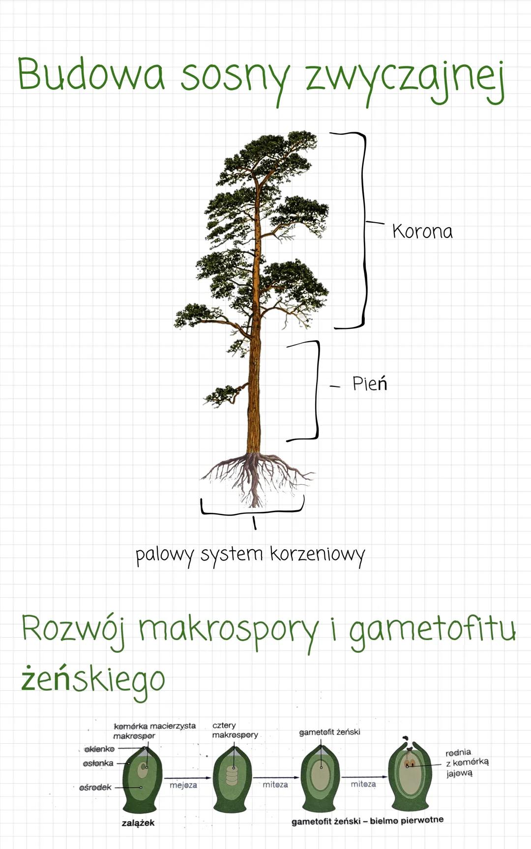 Rośliny nasienne
Typowe organowce i rośliny naczyniowe.
Cechy
- heteromorficzna przemiana pokoleń
organy wegetatywne i organy generatywne
- 