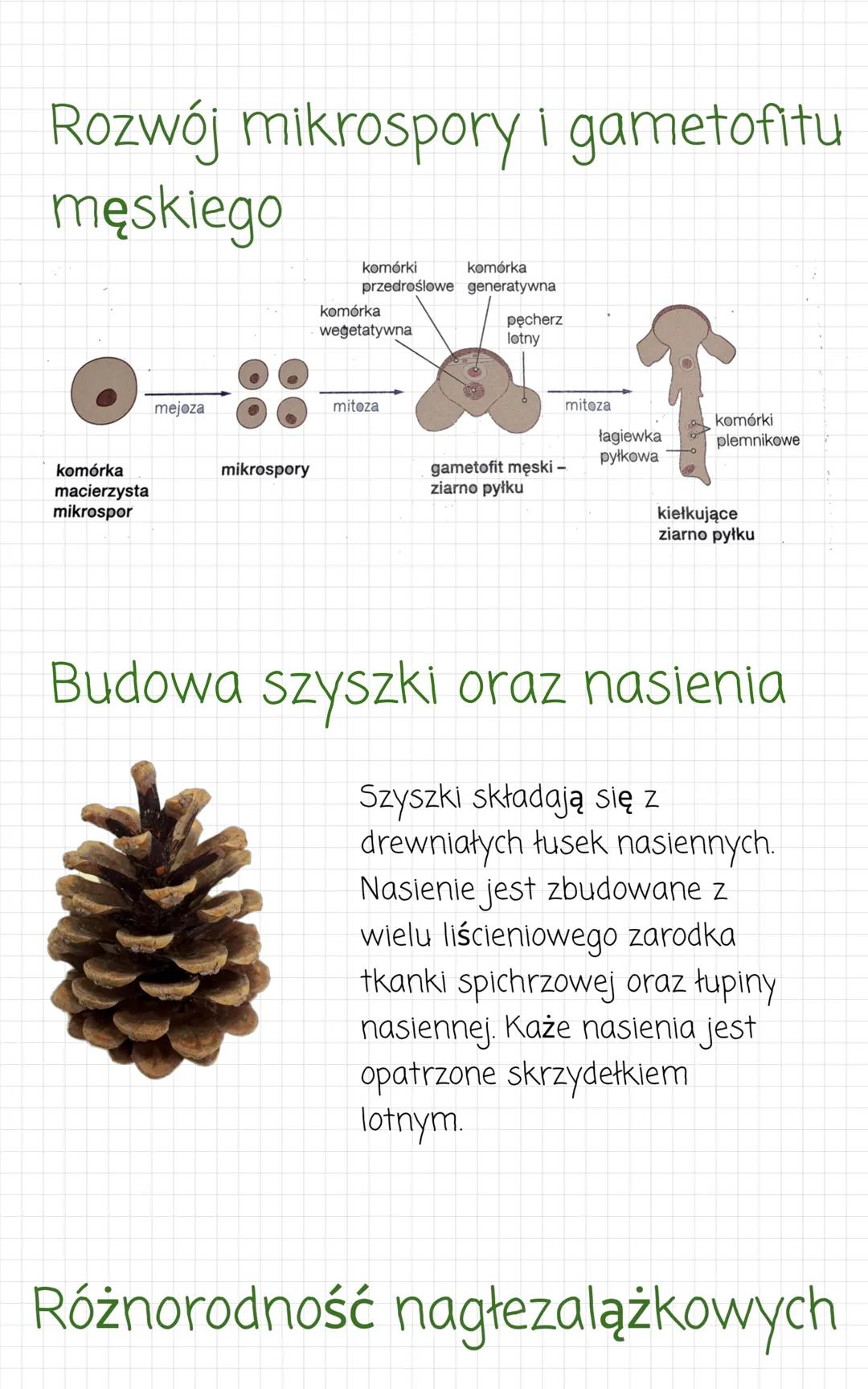 Rośliny nasienne
Typowe organowce i rośliny naczyniowe.
Cechy
- heteromorficzna przemiana pokoleń
organy wegetatywne i organy generatywne
- 