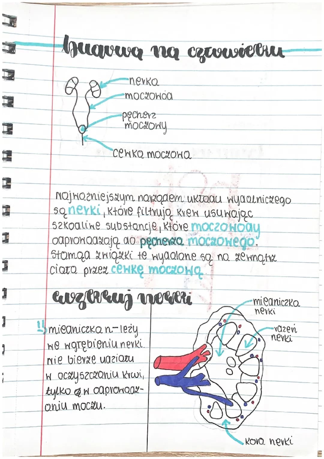 H
Guawa
1
=
1
H
1
1
biologia
A A A A A
ukłaa wydalniczy
układ wydalniczy składa się z:
awoch nerek
Hawoch moczONOGÓW
11
11
pęcherza moczoweg