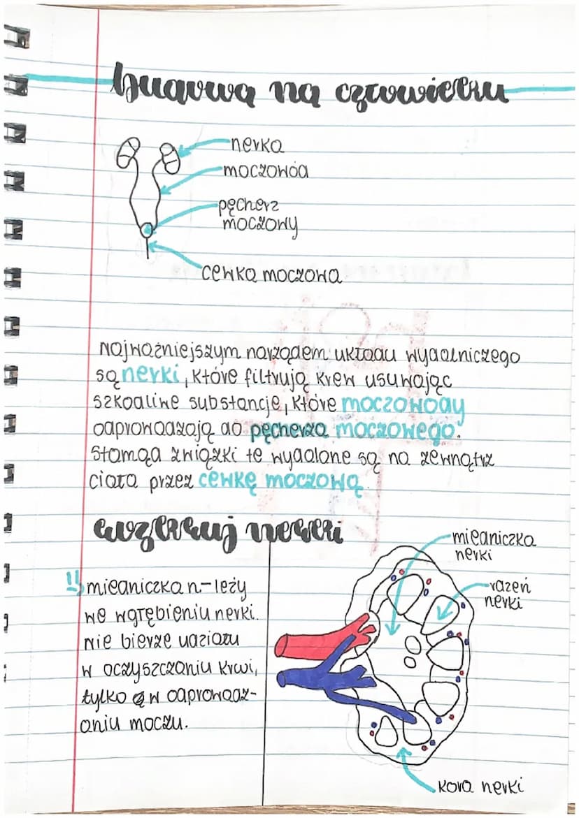 H
Guawa
1
=
1
H
1
1
biologia
A A A A A
ukłaa wydalniczy
układ wydalniczy składa się z:
awoch nerek
Hawoch moczONOGÓW
11
11
pęcherza moczoweg