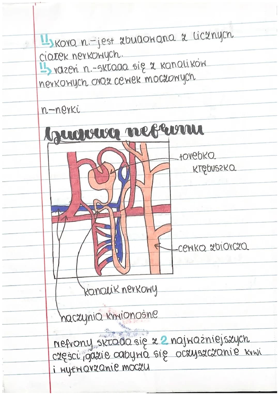 H
Guawa
1
=
1
H
1
1
biologia
A A A A A
ukłaa wydalniczy
układ wydalniczy składa się z:
awoch nerek
Hawoch moczONOGÓW
11
11
pęcherza moczoweg