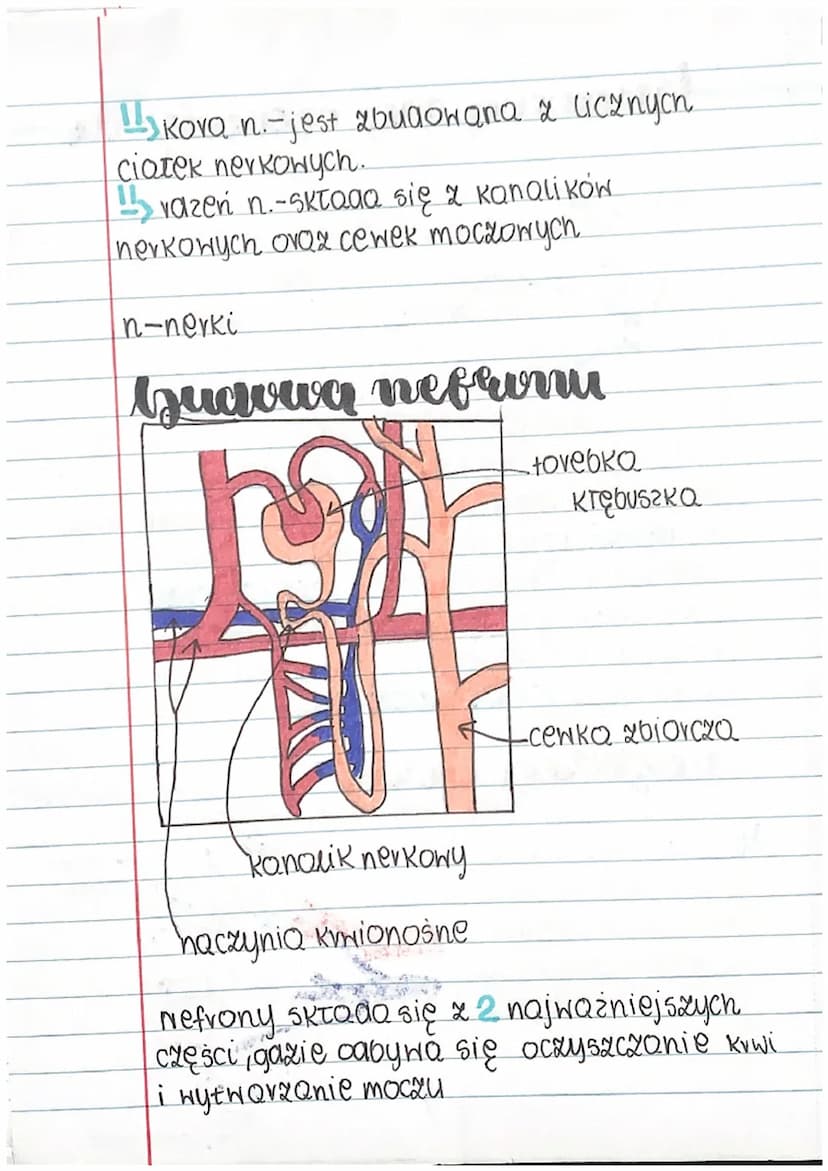 H
Guawa
1
=
1
H
1
1
biologia
A A A A A
ukłaa wydalniczy
układ wydalniczy składa się z:
awoch nerek
Hawoch moczONOGÓW
11
11
pęcherza moczoweg