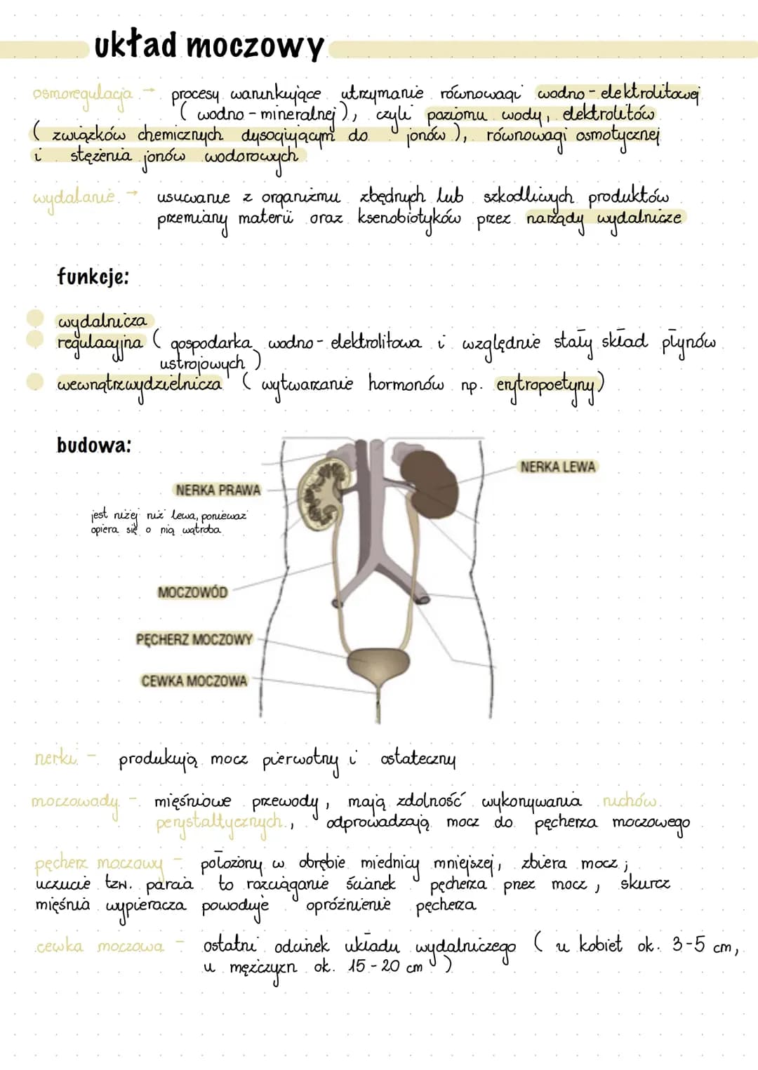 Układ moczowy, budowa nerki - anatomia człowieka 