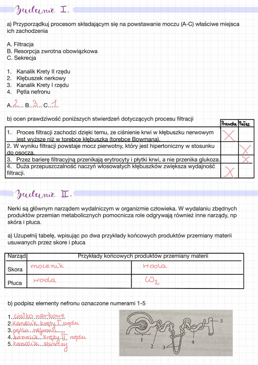 Wklyel moczony
L> Hydalanie - usuwanie z organizmu zbędnych produktów przemiany materii (CO₂, H₂O, mocznik)
Lo usuwanie ksenobiotyków (subst