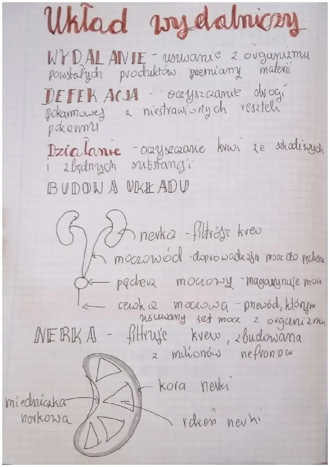 Układ wydalniczy klasa 7