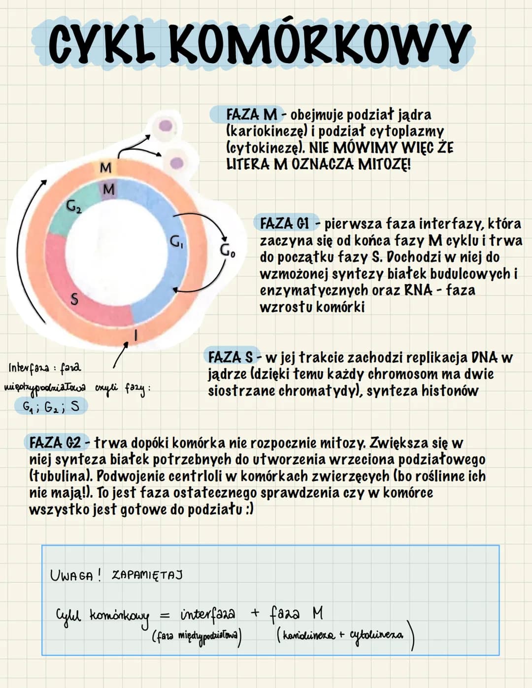 CYKL KOMÓRKOWY
FAZA M - obejmuje podział jądra
(kariokinezę) i podział cytoplazmy
(cytokinezę). NIE MÓWIMY WIĘC ŻE
LITERA M OZNACZA MITOZĘ!
