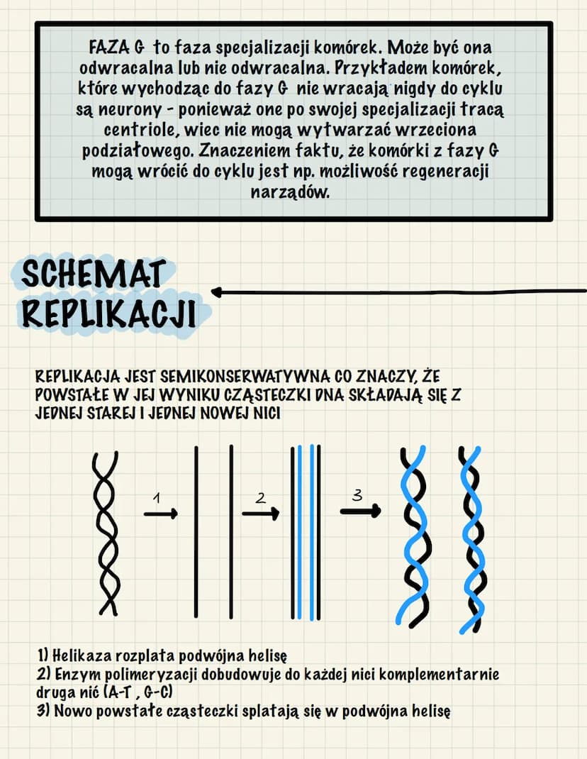 CYKL KOMÓRKOWY
FAZA M - obejmuje podział jądra
(kariokinezę) i podział cytoplazmy
(cytokinezę). NIE MÓWIMY WIĘC ŻE
LITERA M OZNACZA MITOZĘ!
